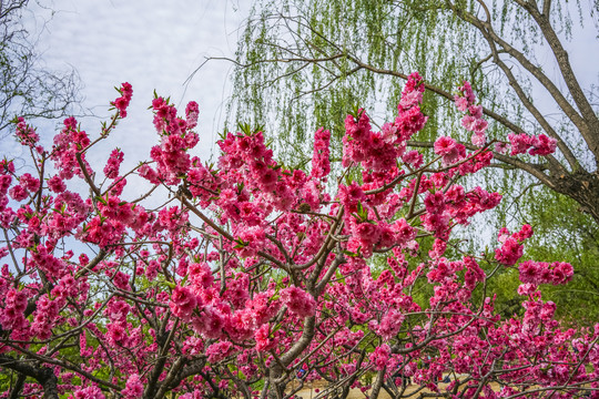 桃花高清大图