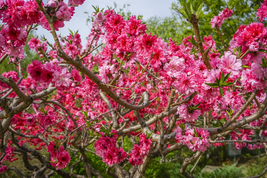 桃花高清大图