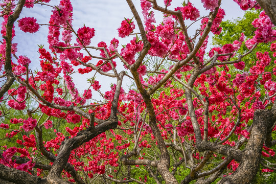 桃花高清大图