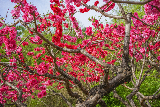 桃花高清大图