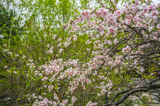 桃花高清大图