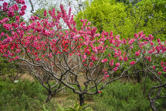 桃花高清大图