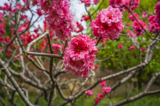 桃花高清大图