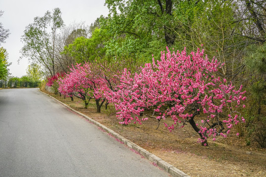 桃花高清大图