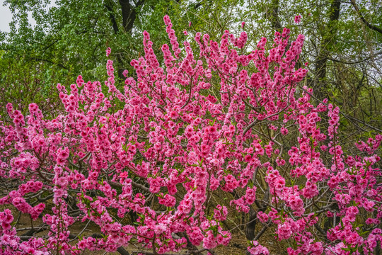 桃花高清大图