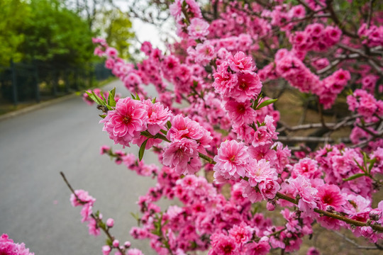 桃花高清大图