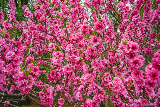 桃花高清大图