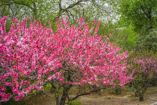 桃花高清大图