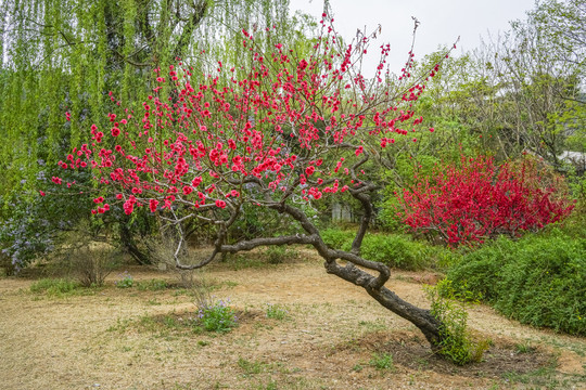 桃花高清大图