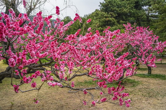 桃花高清大图