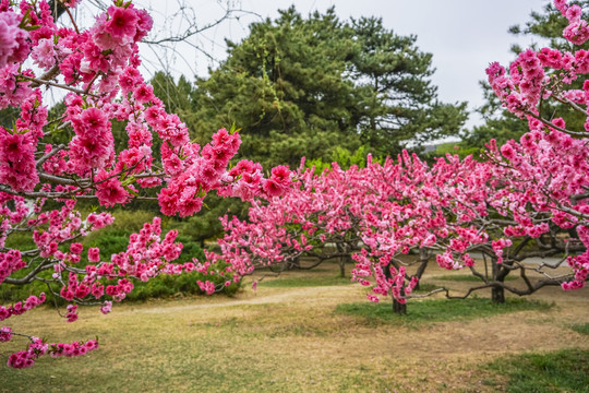 桃花高清大图