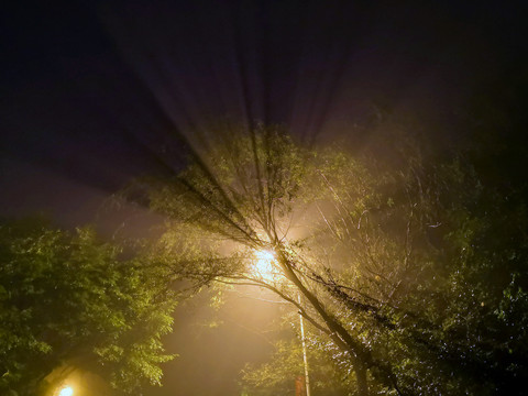 路灯树影下的光柱