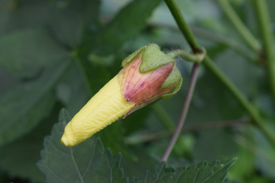 黄葵花黄蜀葵花