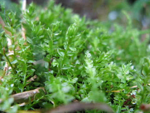 苔藓