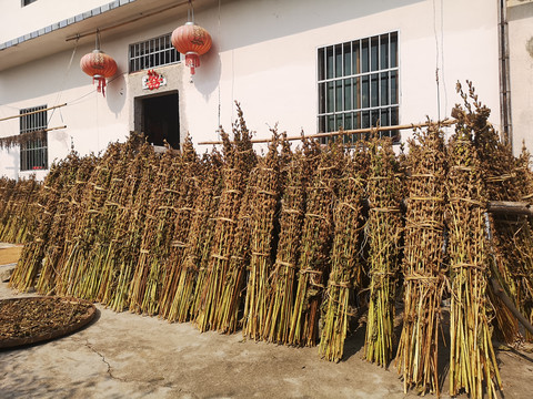 芝麻秸杆