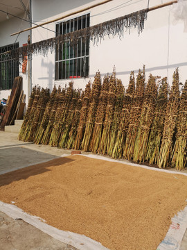 芝麻秸杆