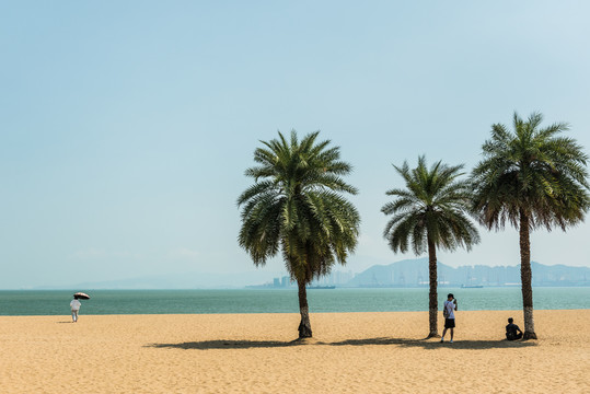 椰树海滩大海