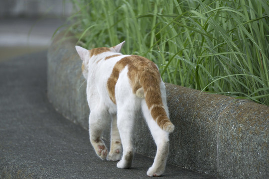 巡视领地的野猫