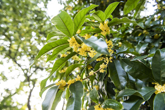 八月桂花