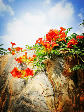 凌霄花