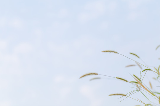 狗尾巴草