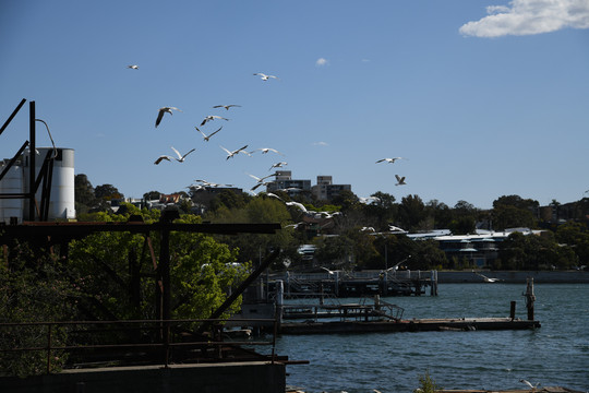悉尼街头的海鸥
