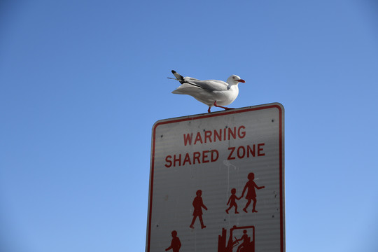 悉尼街头的海鸥