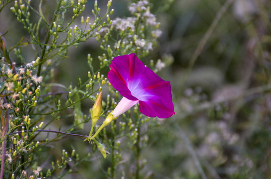 牵牛花