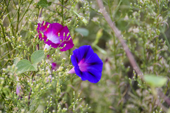 牵牛花