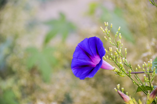 牵牛花