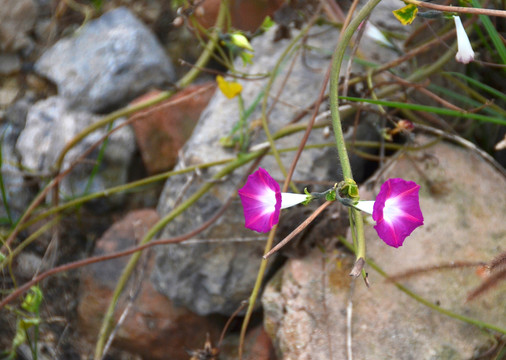 牵牛花