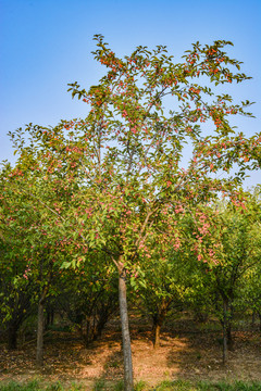 北美海棠树