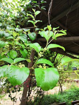 青枣树花期