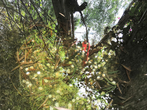 投币折福