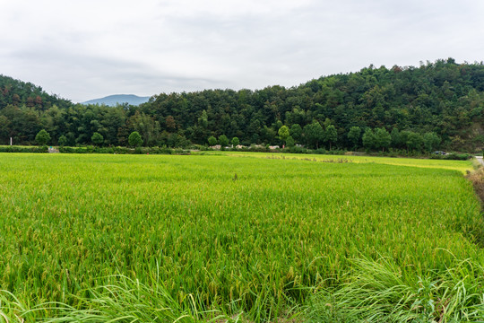 稻田