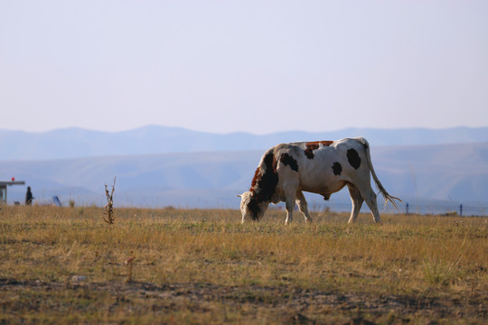 天然牧场的牛儿悠闲吃草