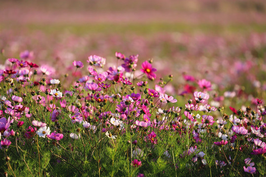 格桑花花海