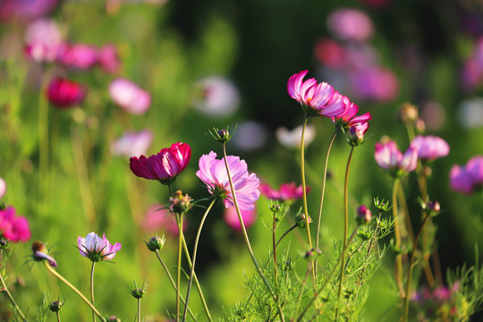 格桑花花海