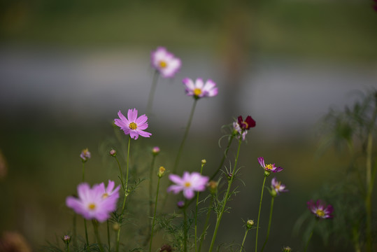 格桑花