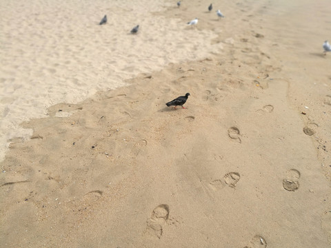 沙滩上的海鸥和鸽子