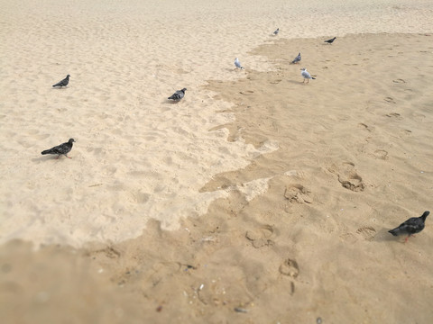 沙滩上的海鸥和鸽子