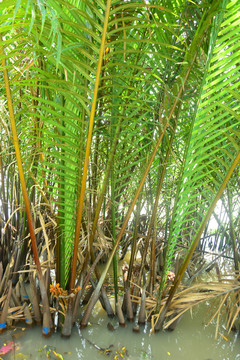 越南湄公河河道生长的水椰树