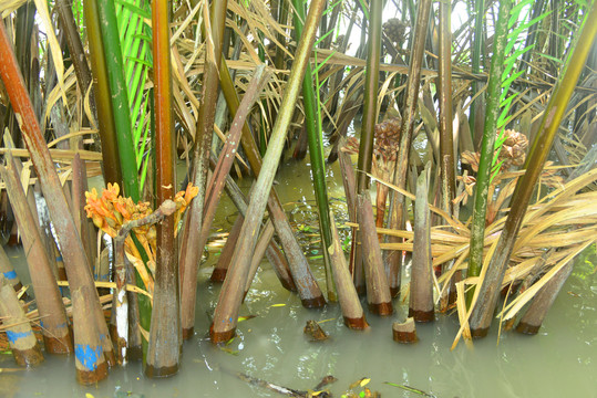 越南湄公河河道生长的水椰树