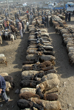 新疆绵羊市场