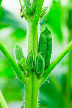 芝麻果荚