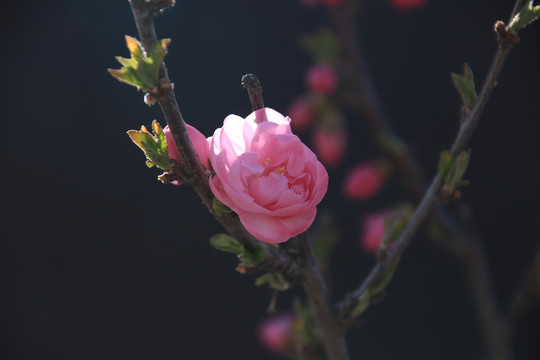 黑色背景粉色花儿