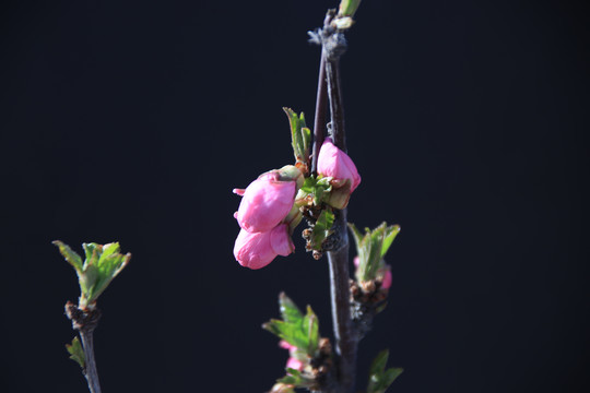 花儿花瓣花蕾插图背景设计素材