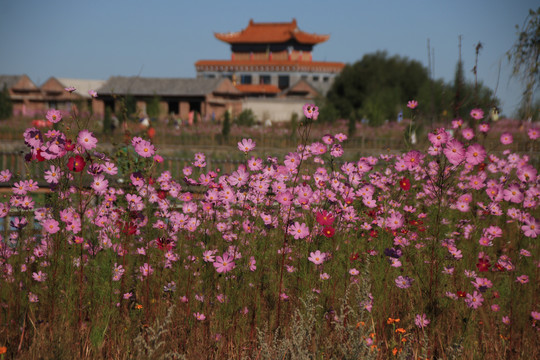 粉色的格桑花