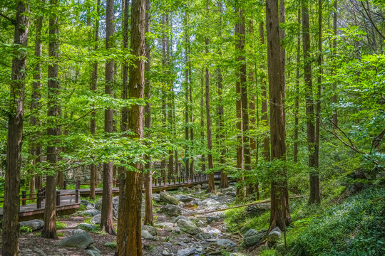 水杉林高清大图