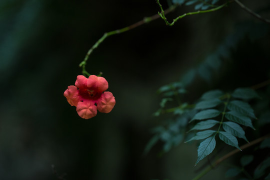 凌霄花